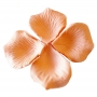 Petali color salmone