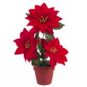 Vaso 3 poinsettia 20 cm