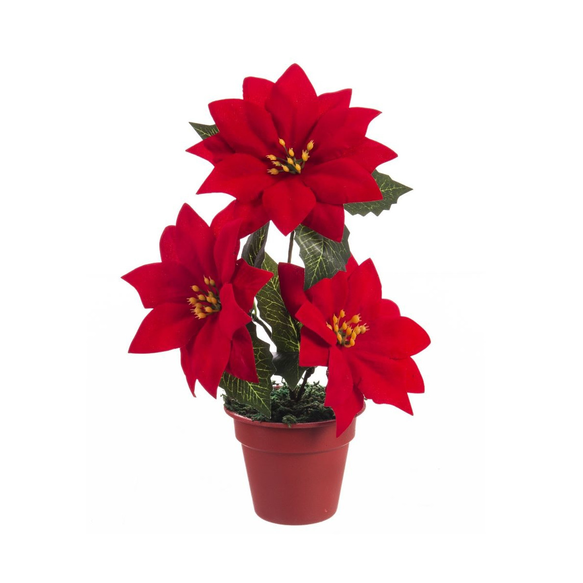 Vaso 3 poinsettia 20 cm