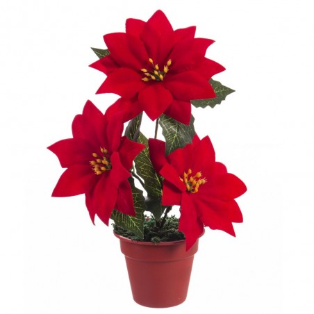 Vaso 3 poinsettia 20 cm