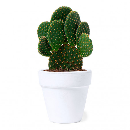 Vaso in terracotta con semi di cactus