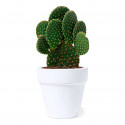 Vaso di terracotta con semi di cactus e adesivo di amicizia da regalare